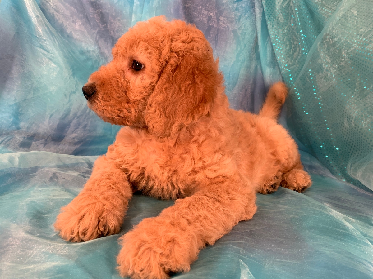 Labradoodles for sale, Iowa Breeder, F1b Standard Puppies, Ready Now