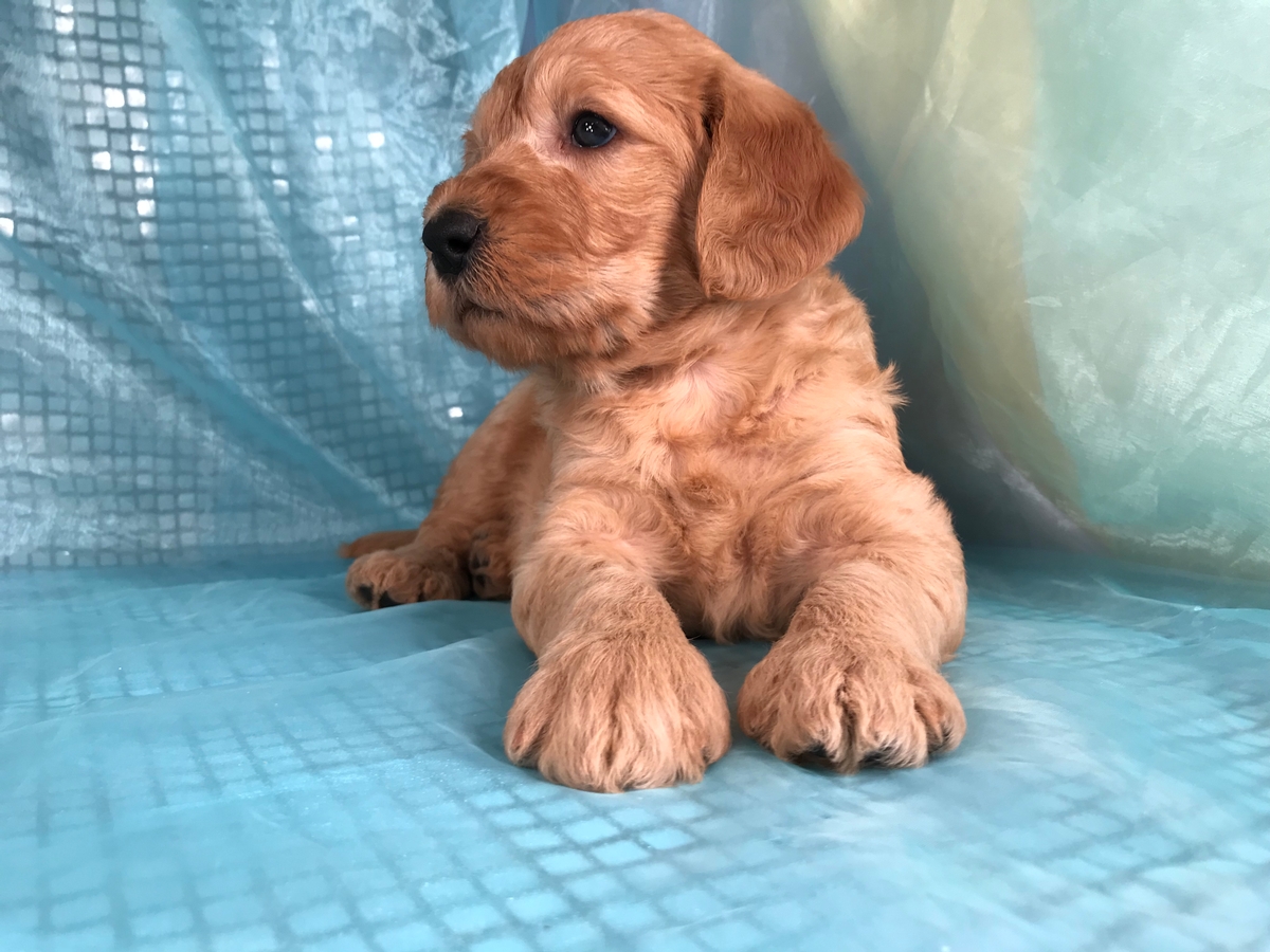 Labradoodle Breeders From Iowa With Pups Available Now
