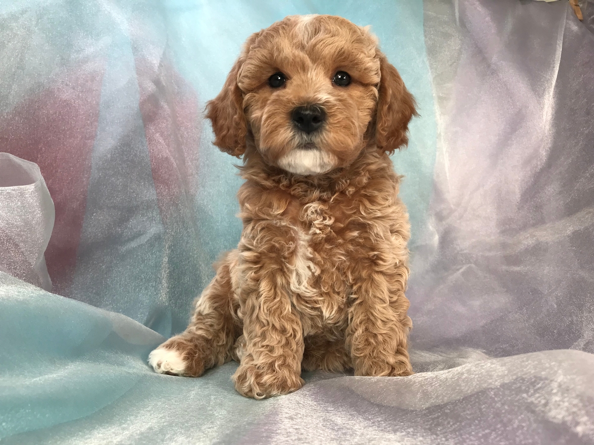 Buff and Apricot Cockapoo Puppies for Sale 975 Joice, IA 50446