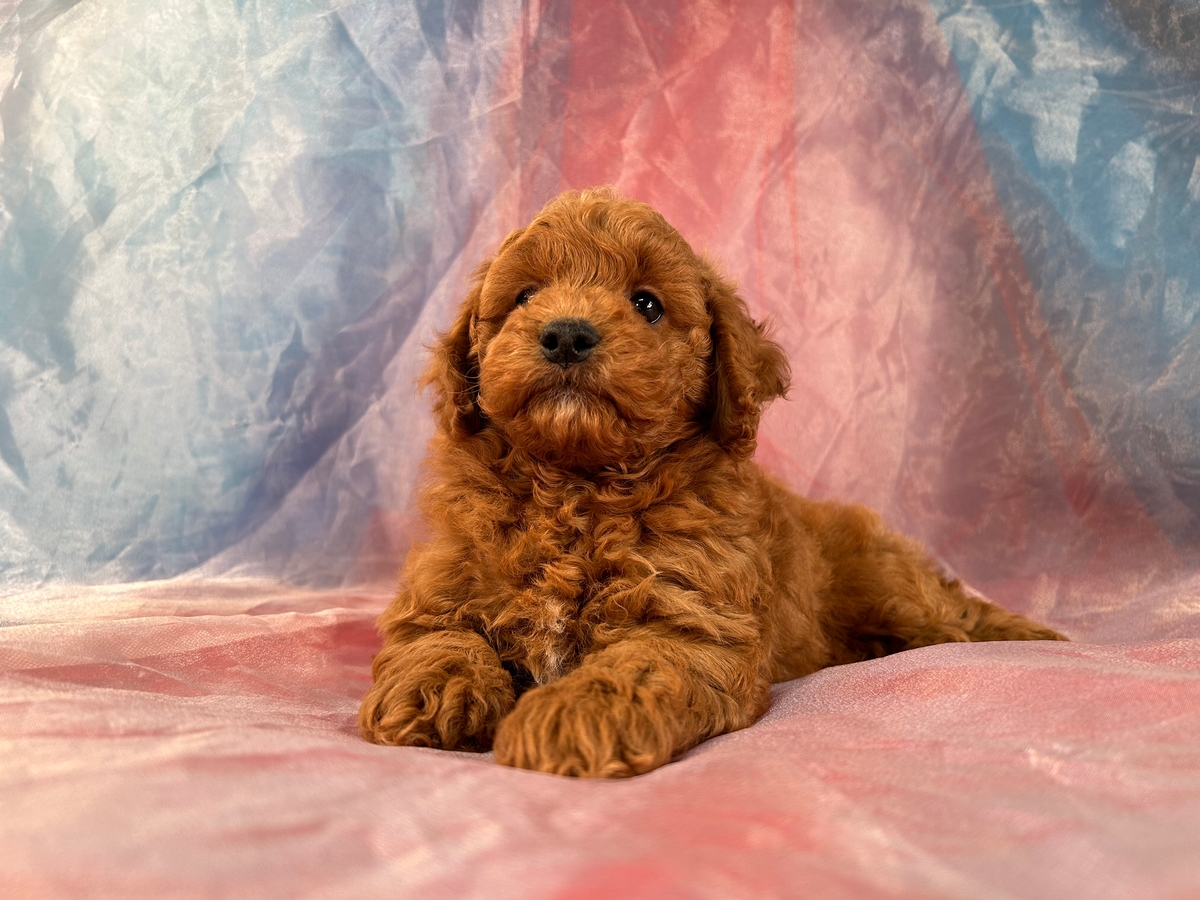 Dark Red Cockapoos for Sale, Iowa's Top Cockapoo Breeder!
