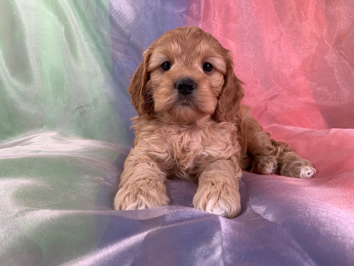 F1 Female Cockapoo Puppies for Sale in Iowa 1200, Iowa's Top Breeder!