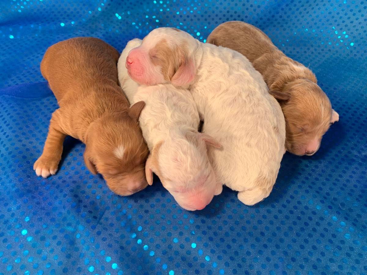 Cockapoo Sale! Iowa Breeder! Puppies Available Now!