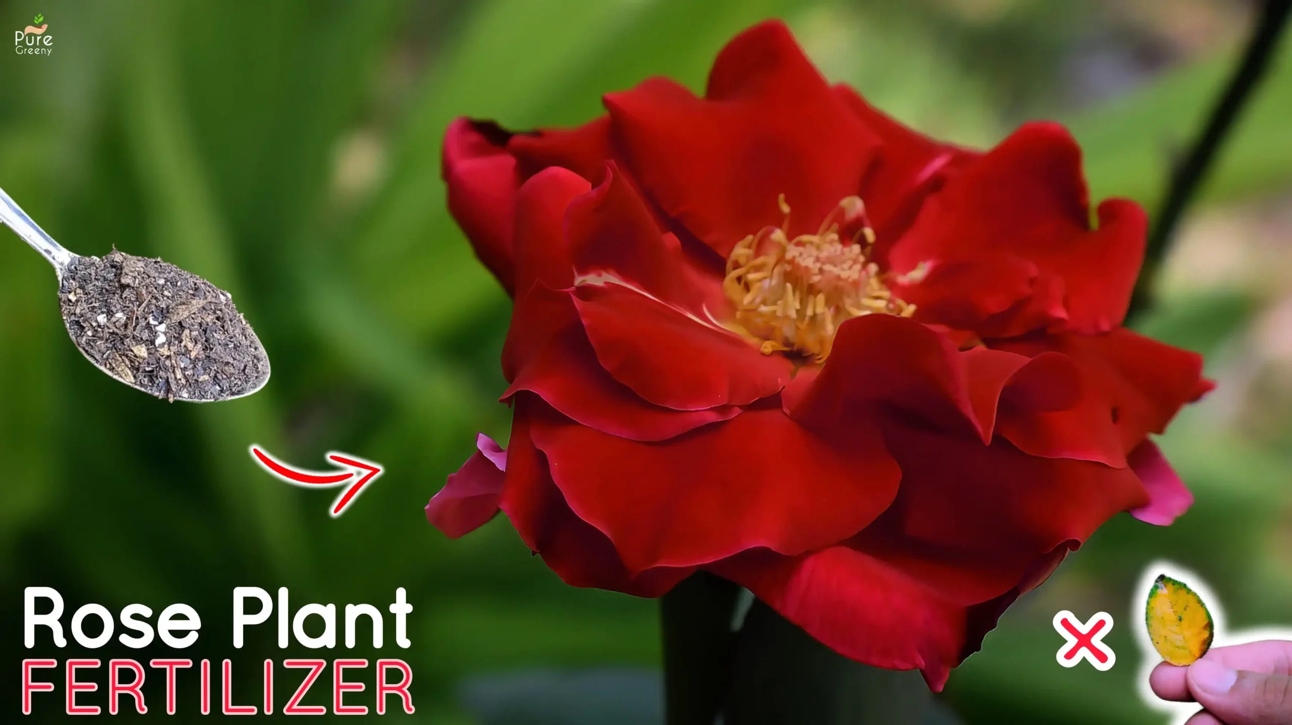 How to Make the Best Organic Fertilizer For Rose Plant Homemade Rose
