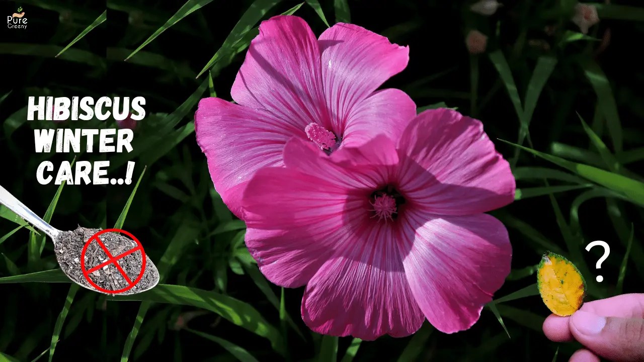 How To Care the Hibiscus Plant In Winter Days? Pure Greeny