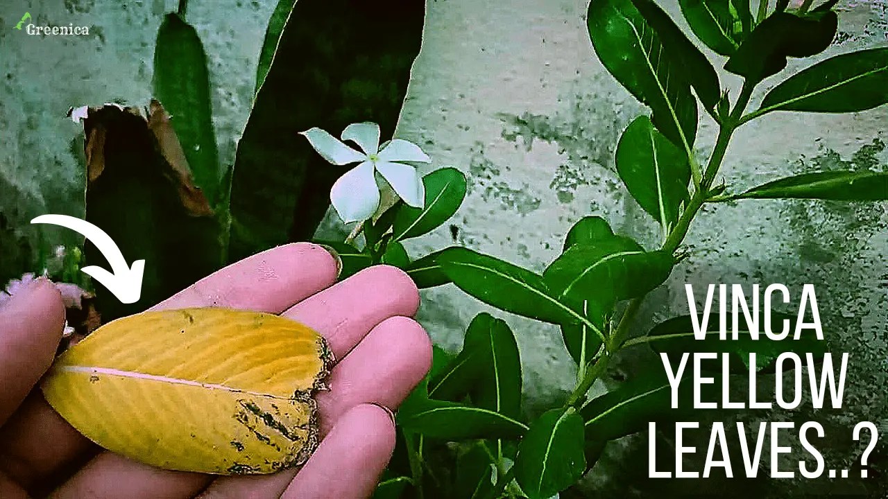 Vinca Plant 7 Reasons Why Vinca plant Leaves Turning Yellow