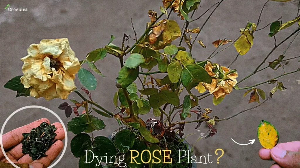 Rose Plant Dying How To Revive A Dying Mini Rose Plant