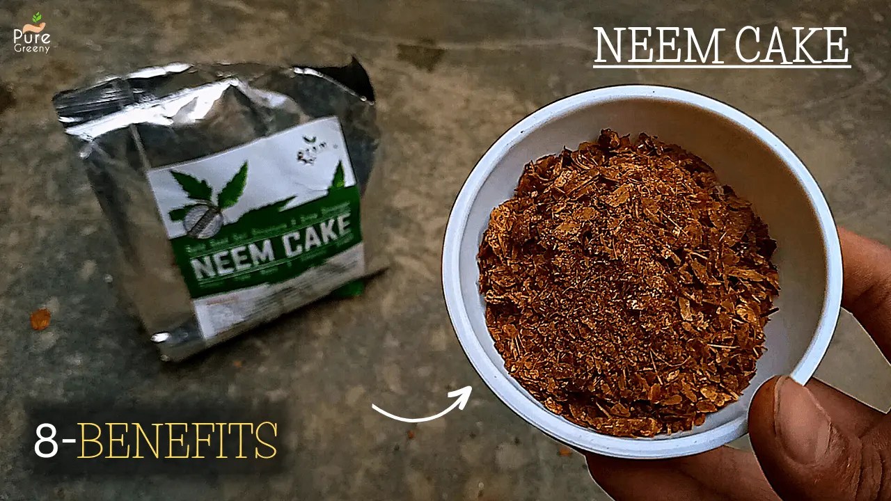 Neem Cake How Much Neem Cake To Use For Potted Plants