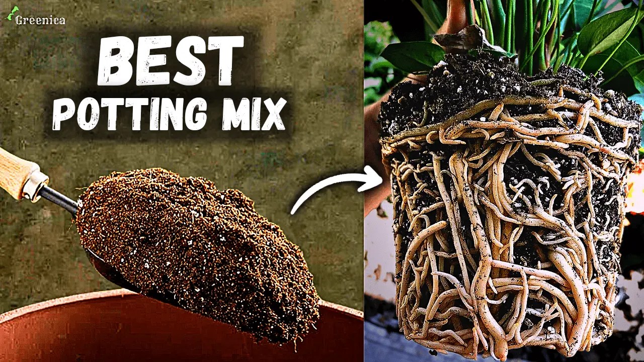 Best Orchid Potting Mix Puregreeny