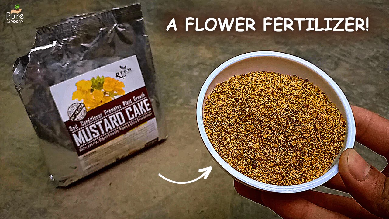 Mustard Cake Fertilizer How can I use it? 100 Natural fertiliser