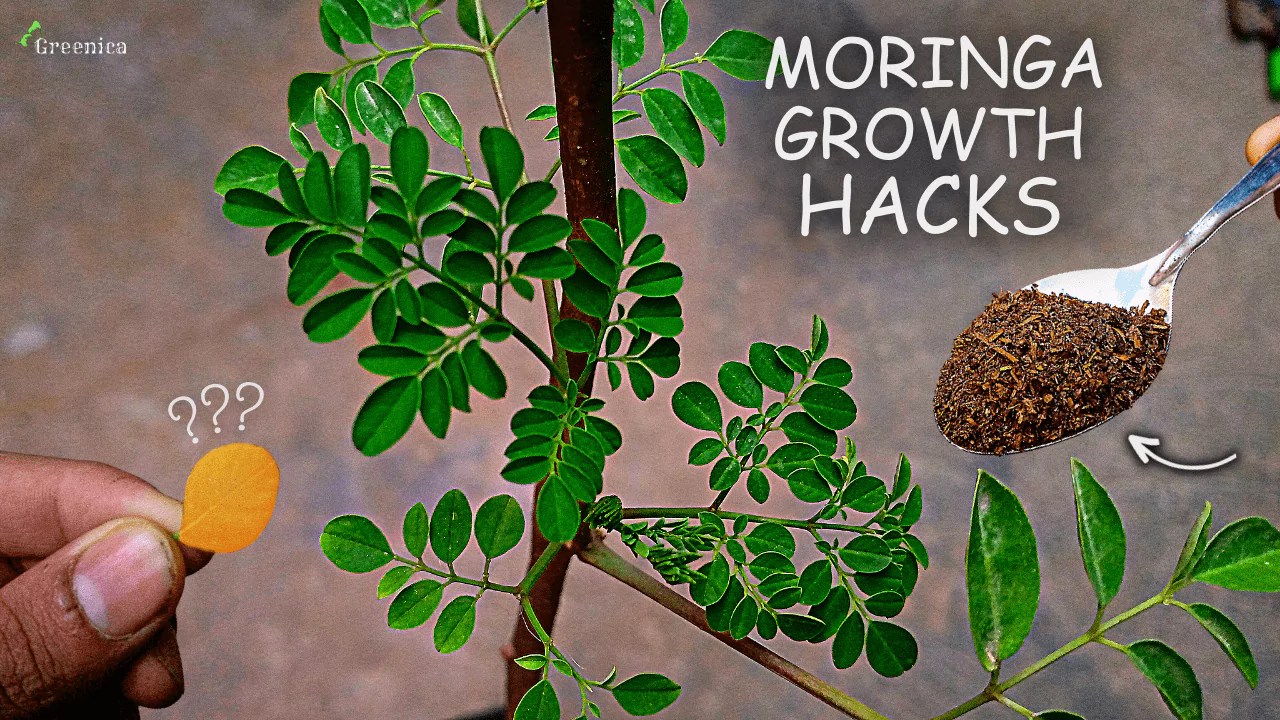 How To Grow Moringa Tree From Seeds Puregreeny