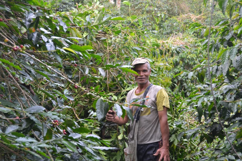 Sustainable Indonesian Coffee Pure Origin Coffee