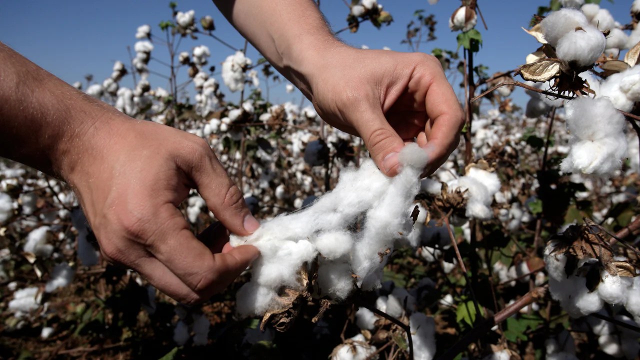 Is Giza Cotton the Same as Egyptian Cotton? Pure Parima
