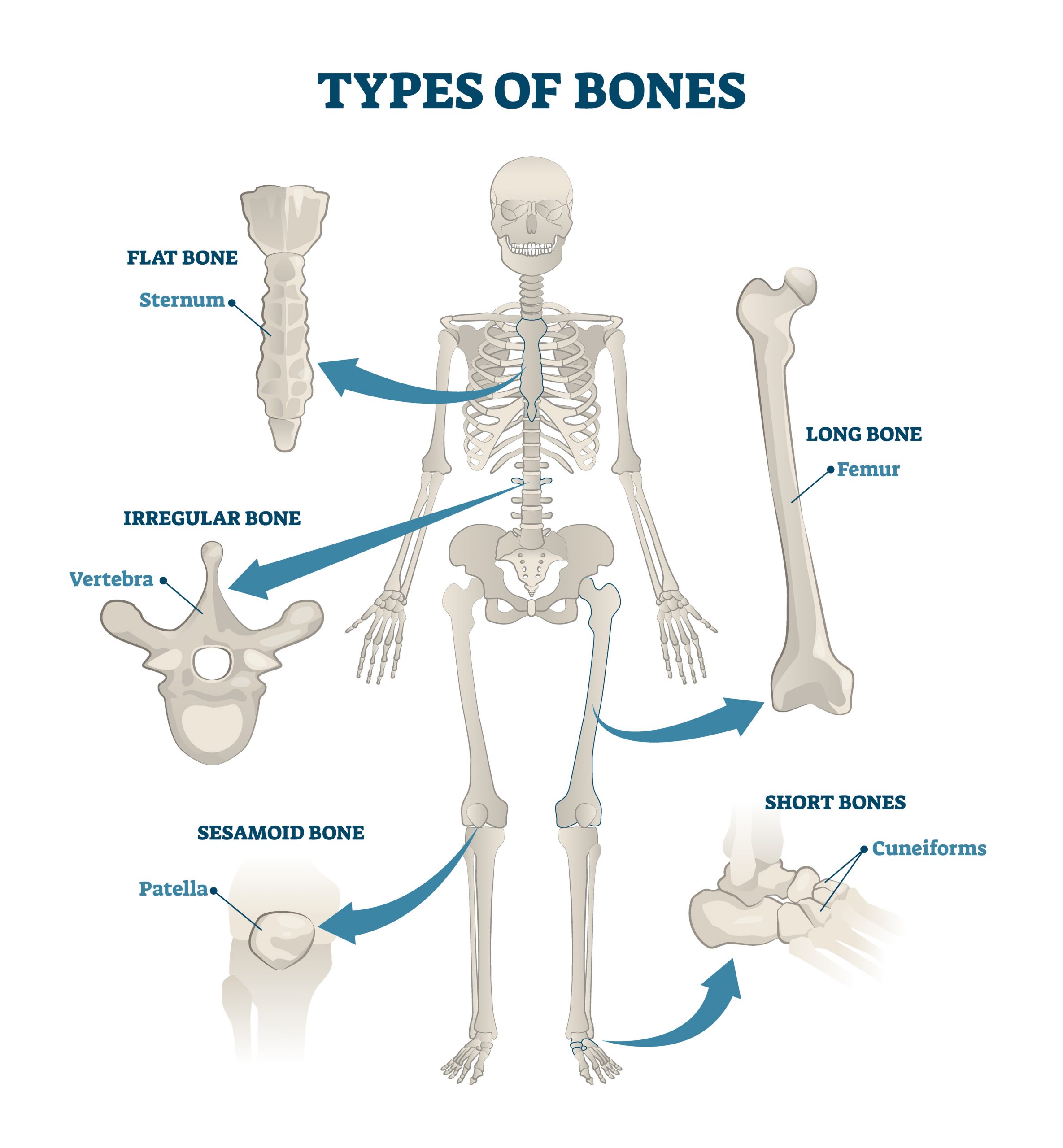 Types of bones vector illustration. Labeled anatomical skeleton set