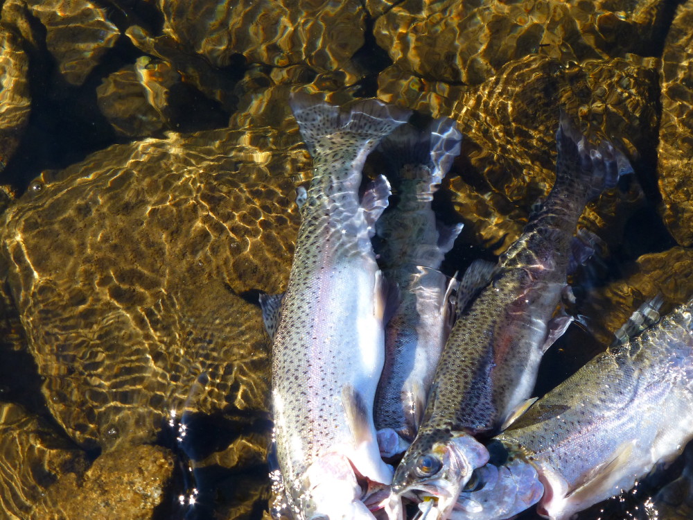 Trout fishing at loon lake PureSynchronicity