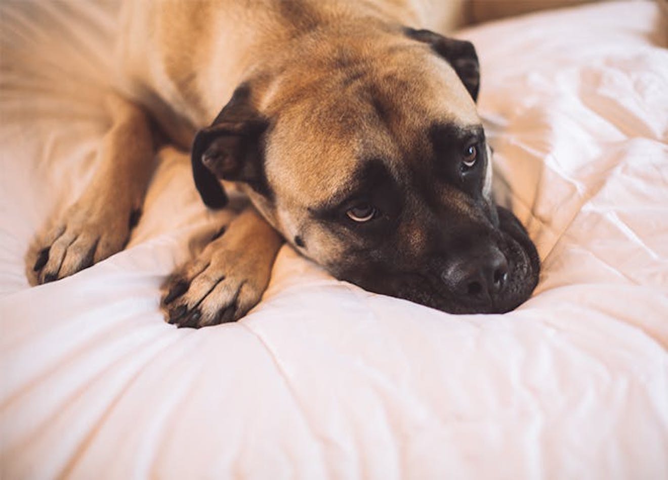 The 10 Most Stubborn Dog Breeds