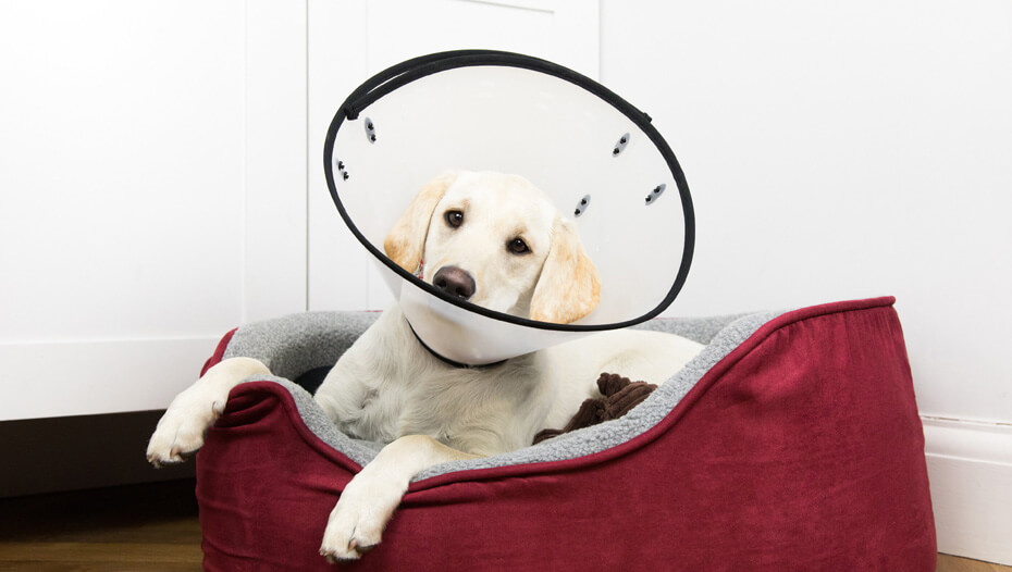 How Long After Nueter Does Dog Need To Wear Cone