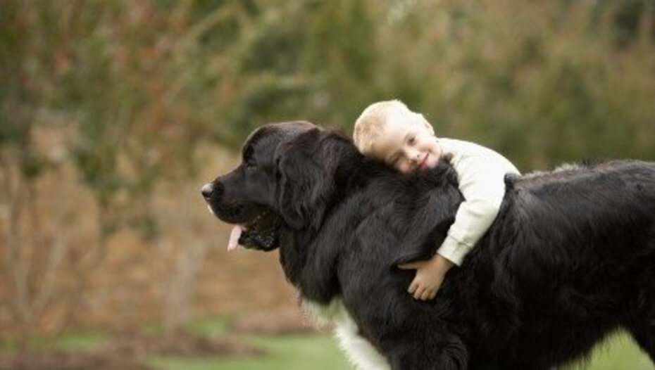8 Big Fluffy Dog Breeds, Perfect for Snuggling Up With Purina