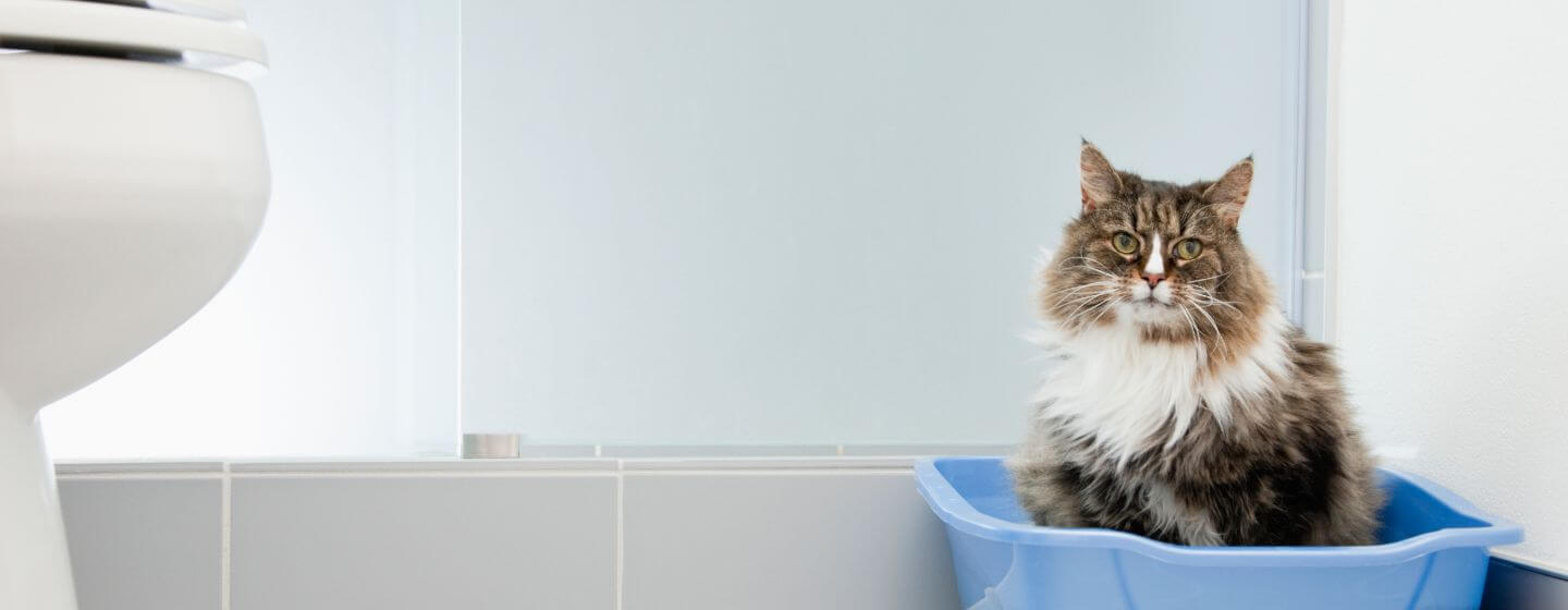 cat laying in litter box constipation Unexclusive Bloggers Diaporama