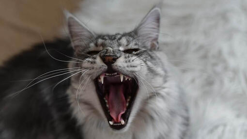 Why Do Cats Hiss? 6 Reasons Behind The Behaviour | Purina