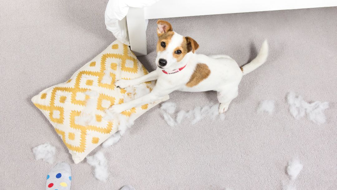 Geburt und Wehen bei Hunden PURINA