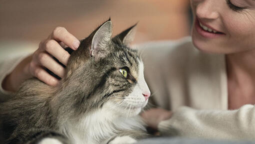Katzenspruche Fur Katzenliebhaber Purina