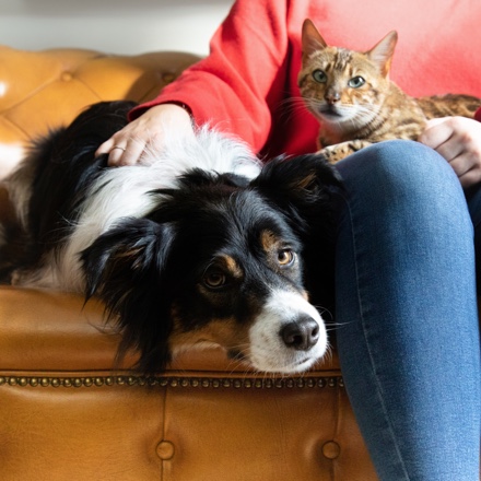 Lavora Con Noi: Scopri Le Posizioni Aperte! | Purina 440_x_440_jpg