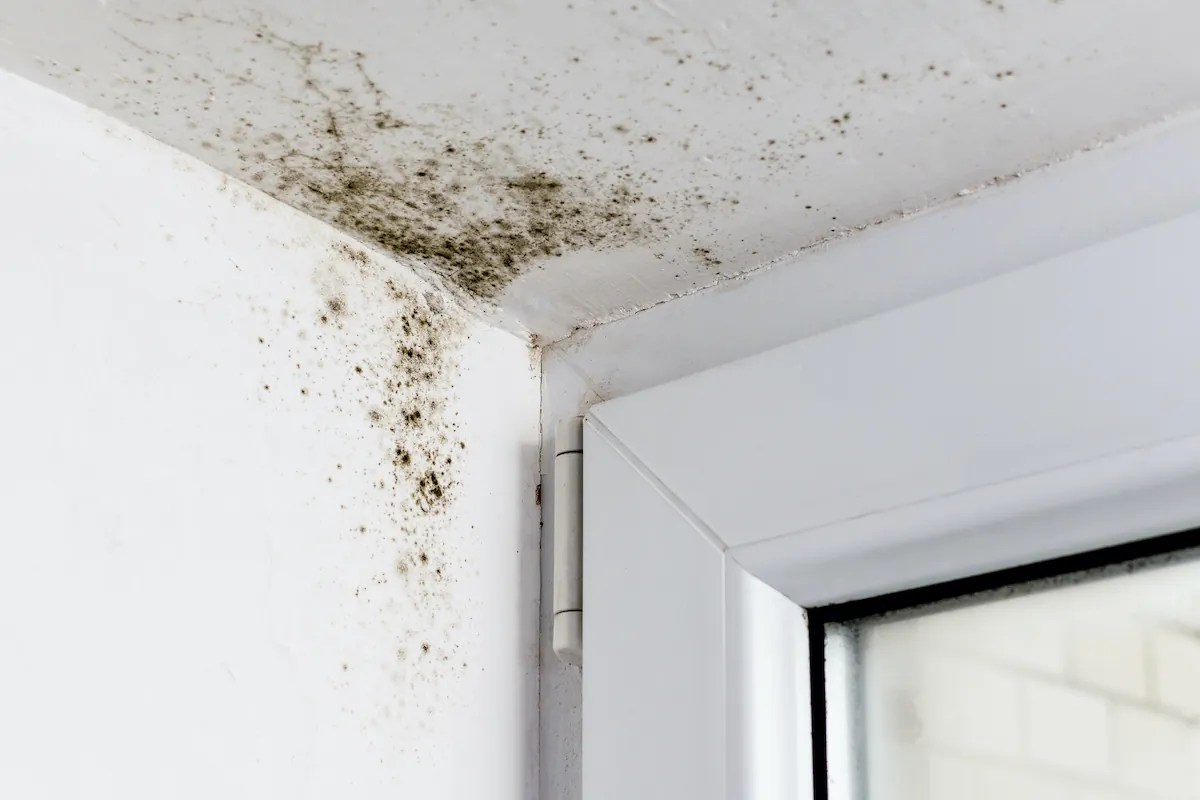 Unexpected Areas Mold Can Hide in Your Home PuroClean HQ