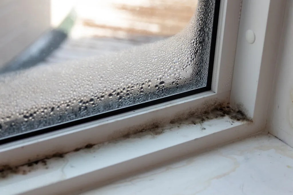 What Is Mold and How Do You Remove It?