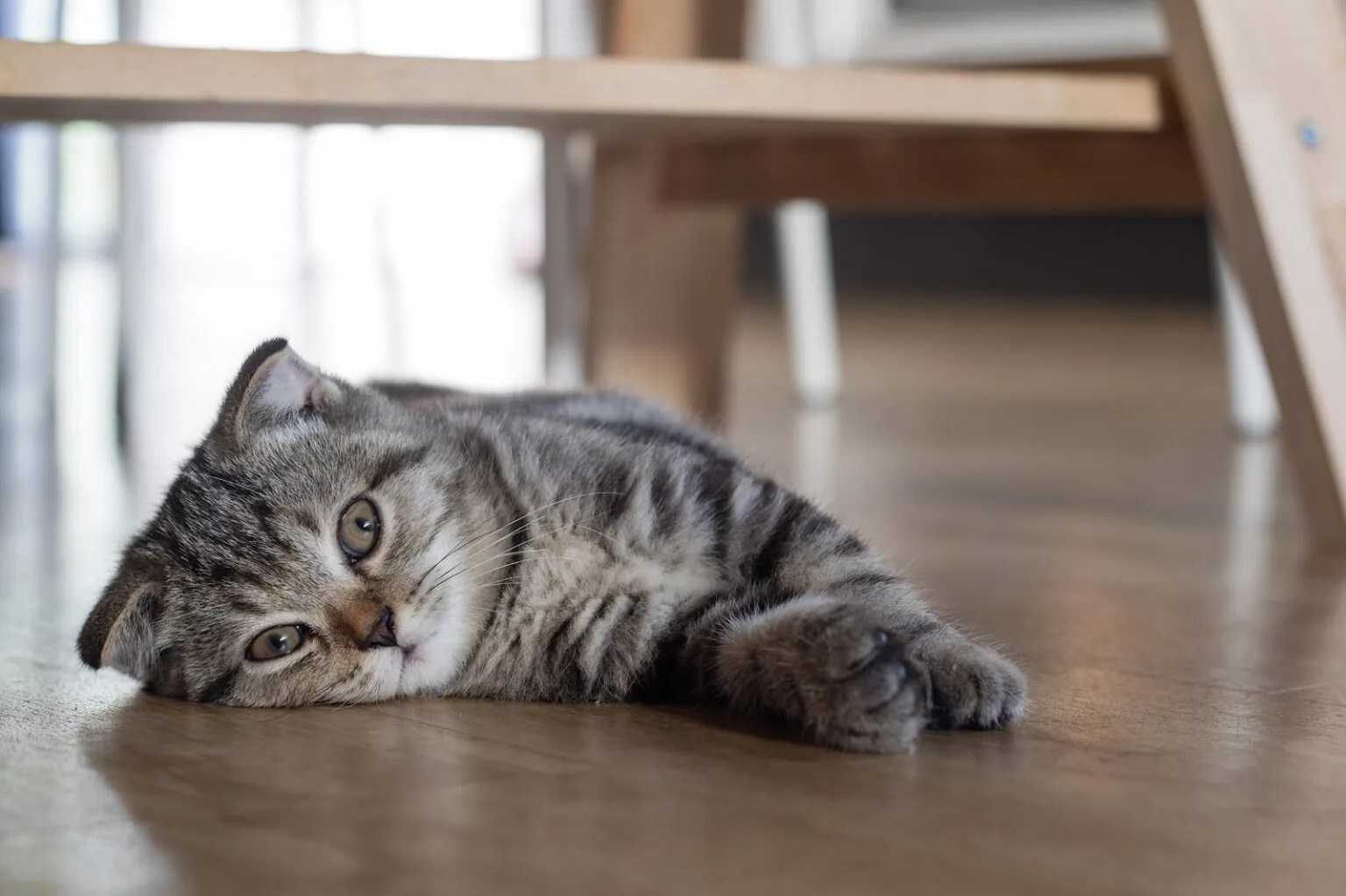 How to Get Rid of Cat Pee Smell in Your Home