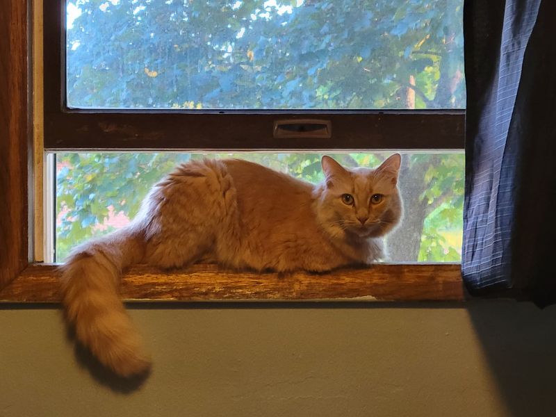 Heatstroke and Cats Purple Cat Vet