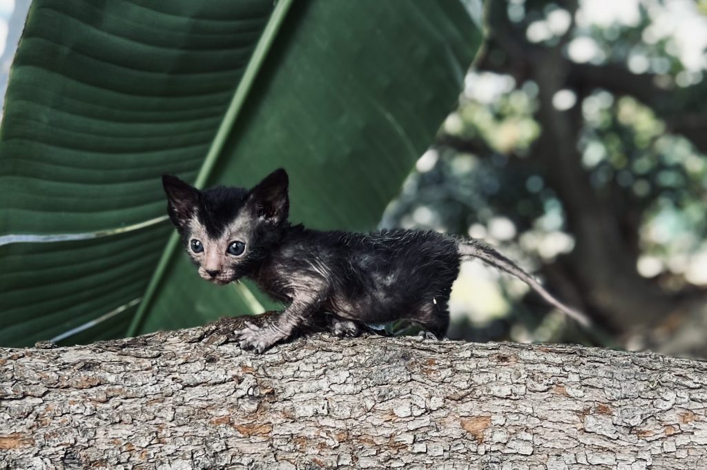Lykoi Kitten Wolf Cat Kitten for Sale Purrxotics