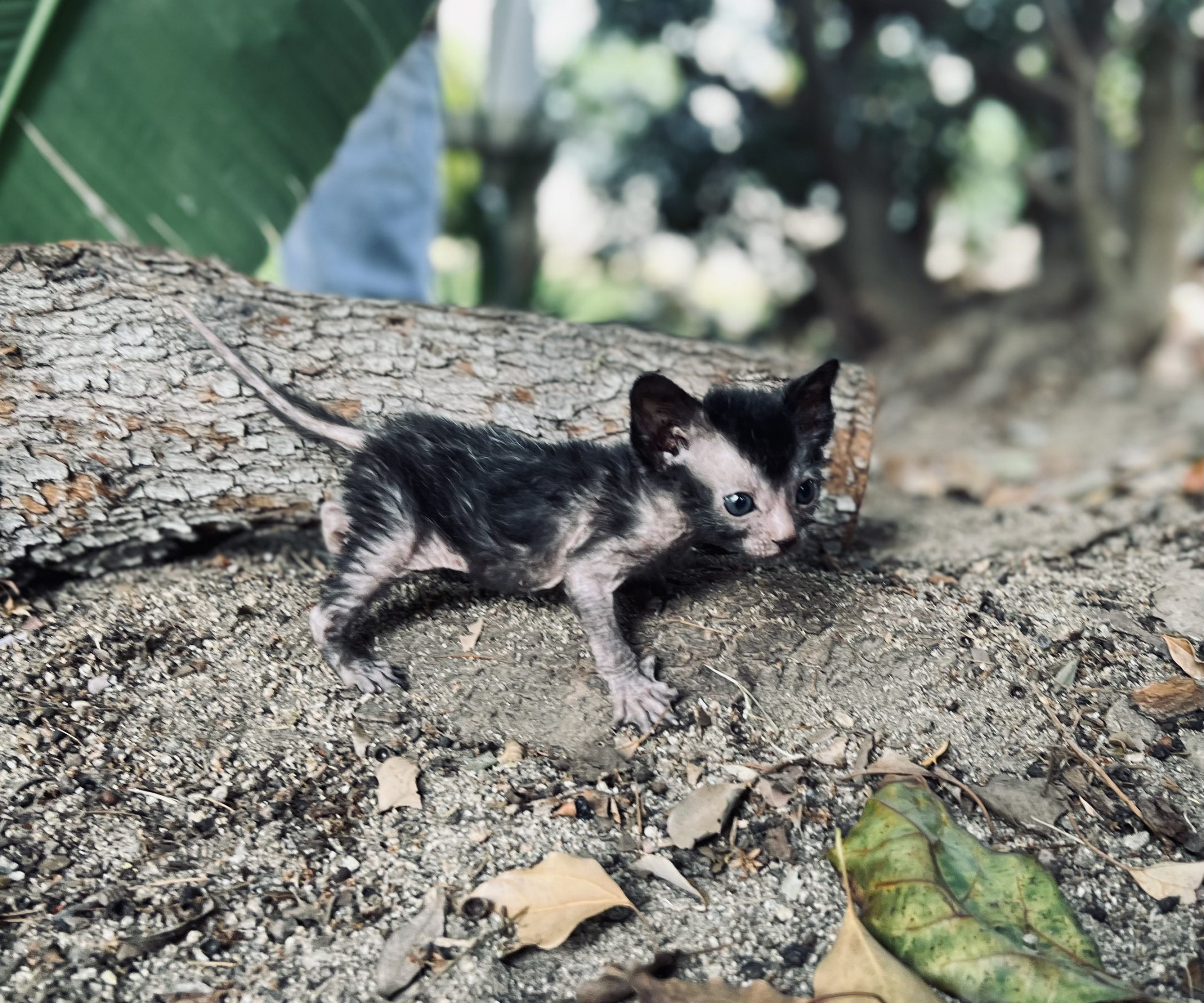 Lykoi Kitten Wolf Cat Kitten for Sale Purrxotics