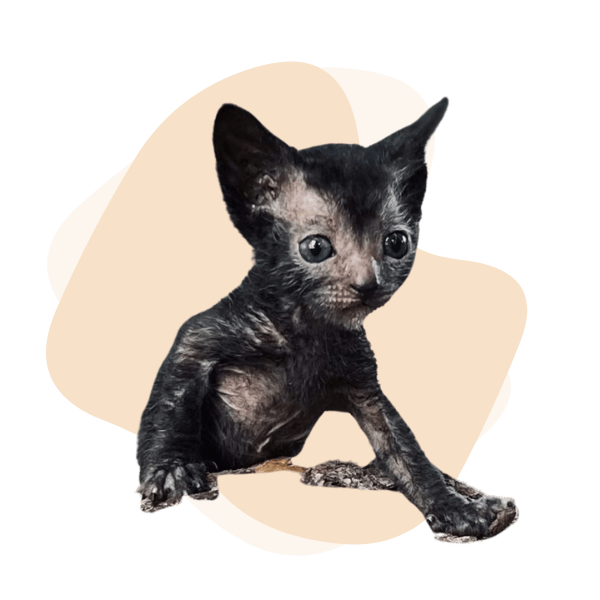 Lykoi Kitten Wolf Cat Kitten for Sale Purrxotics