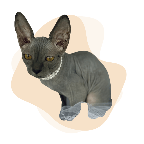 Sphynx Cat For Sale Hairless Cats Sphynx Kittens For Sale Adoption