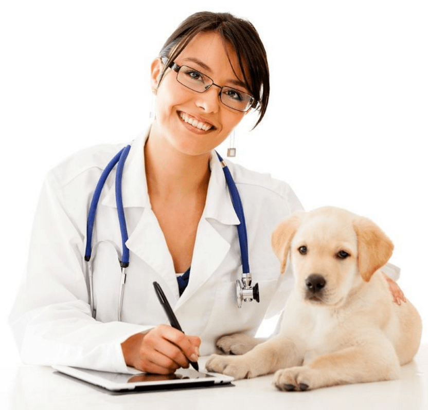 Veterinary PACS Medical Image Management 5 Key Things to Consider