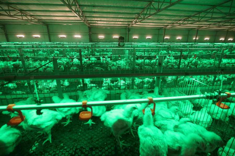 POULTRY FARM / CHICKEN COOP PUSTALEA