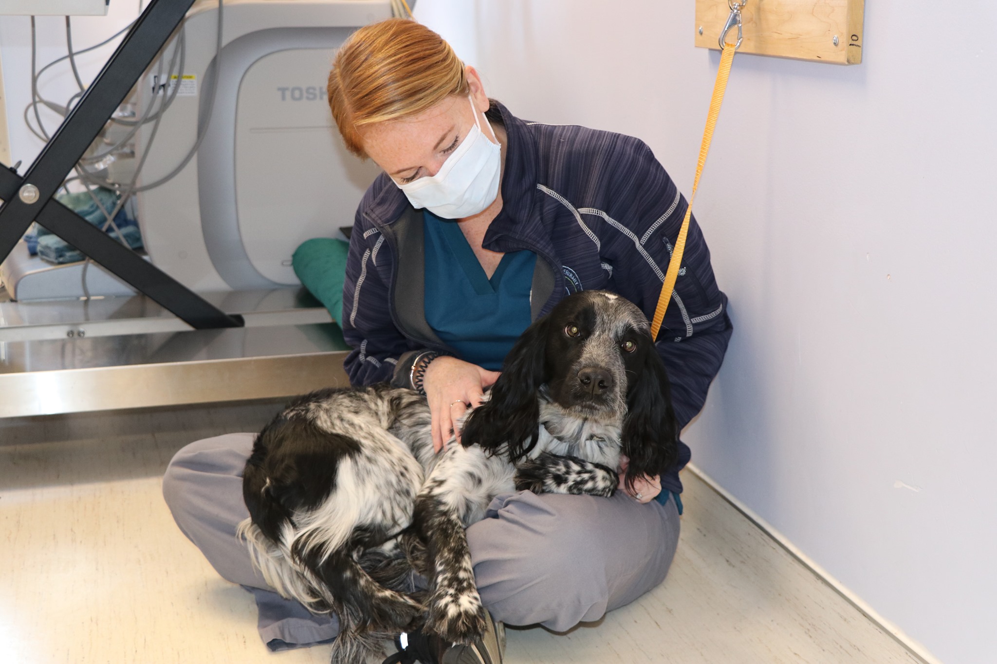 Internal Medicine Portland Veterinary Emergency and Specialty Care