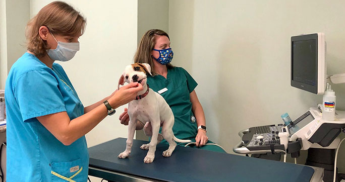 Internal Medicine Portland Veterinary Emergency and Specialty Care