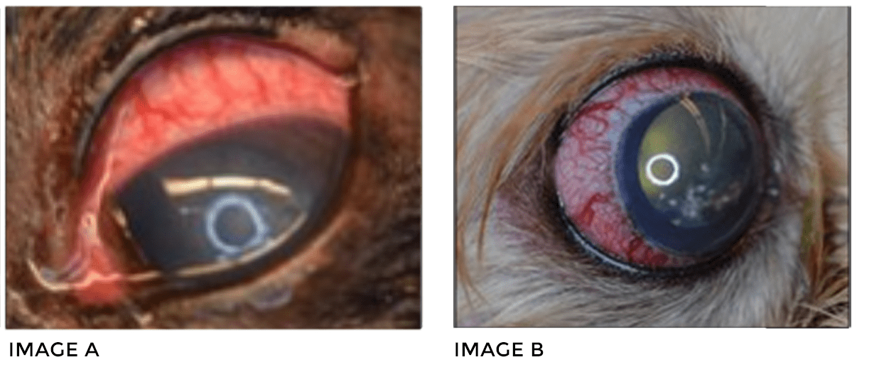 How Is In Dogs Treated