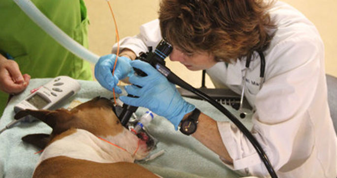 Internal Medicine Portland Veterinary Emergency and Specialty Care