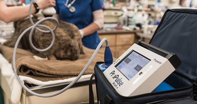 Rehabilitation & Regenerative Medicine Portland Veterinary Emergency