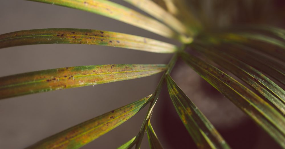 A Guide to Identifying Common Palm Tree Diseases PV Trimmers