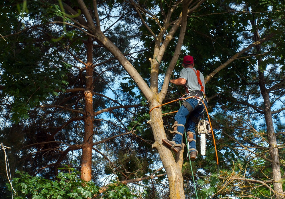 The Importance of Regular Tree Trimming PV Trimmers