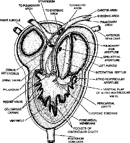 Heart and Circulatory System of Frog Class 11 | PW