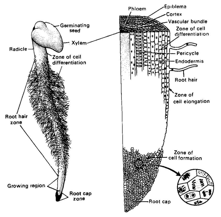 Root of Morphology Of Angiosperm in Botany class 11