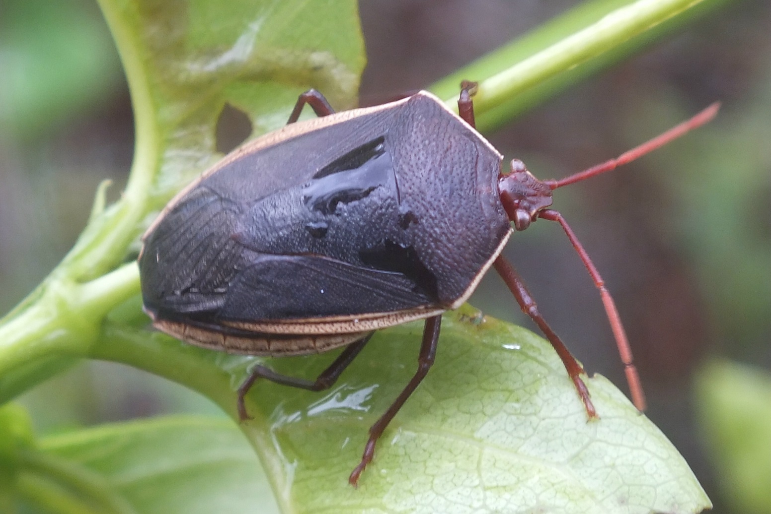 PENTATOMIDAE Pybio Paraguay Biodiversidad