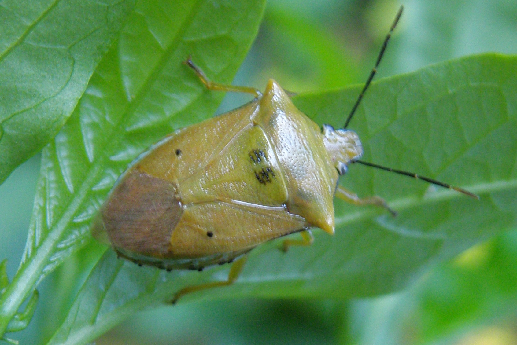PENTATOMIDAE Pybio Paraguay Biodiversidad