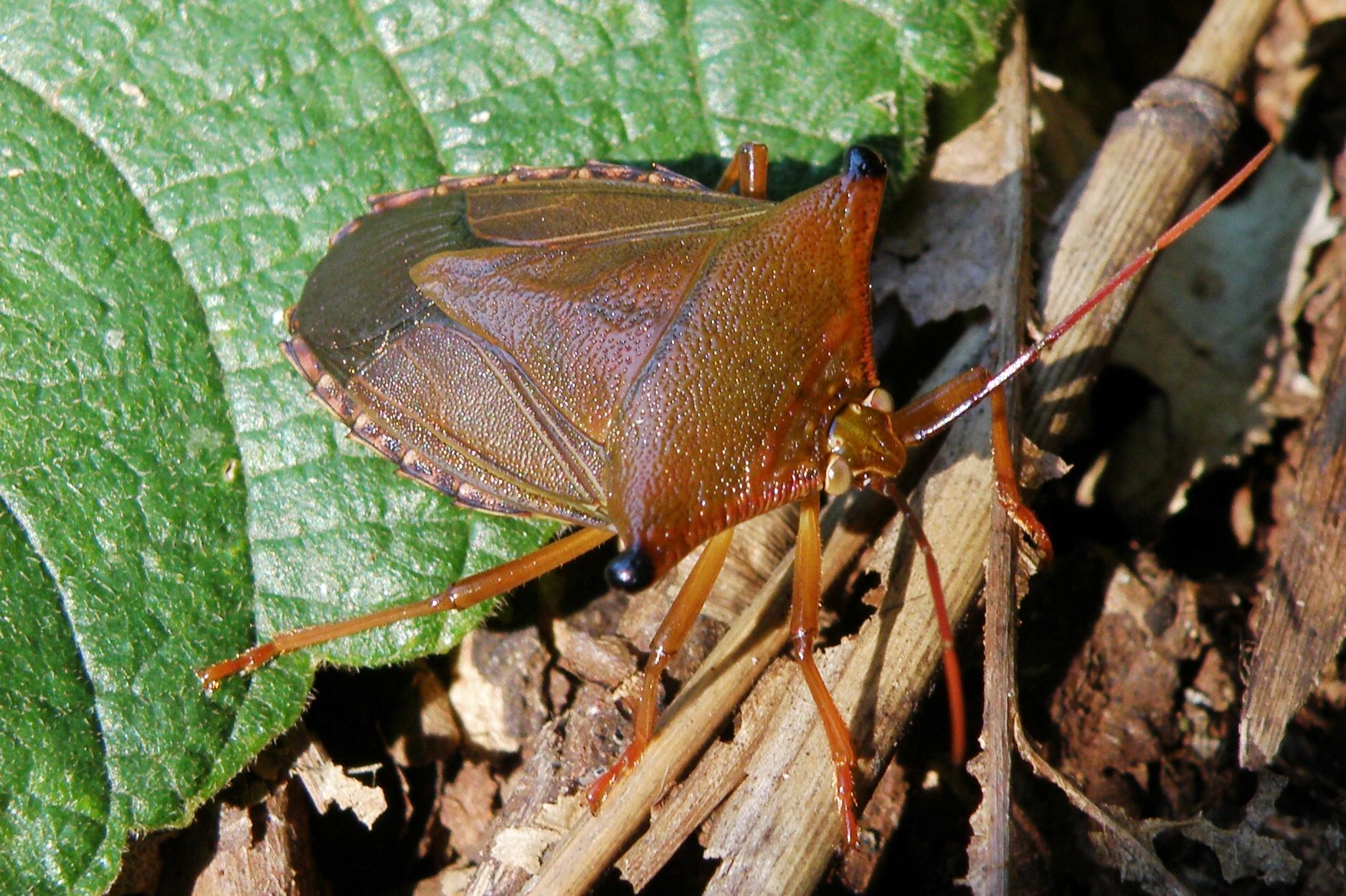 PENTATOMIDAE Pybio Paraguay Biodiversidad