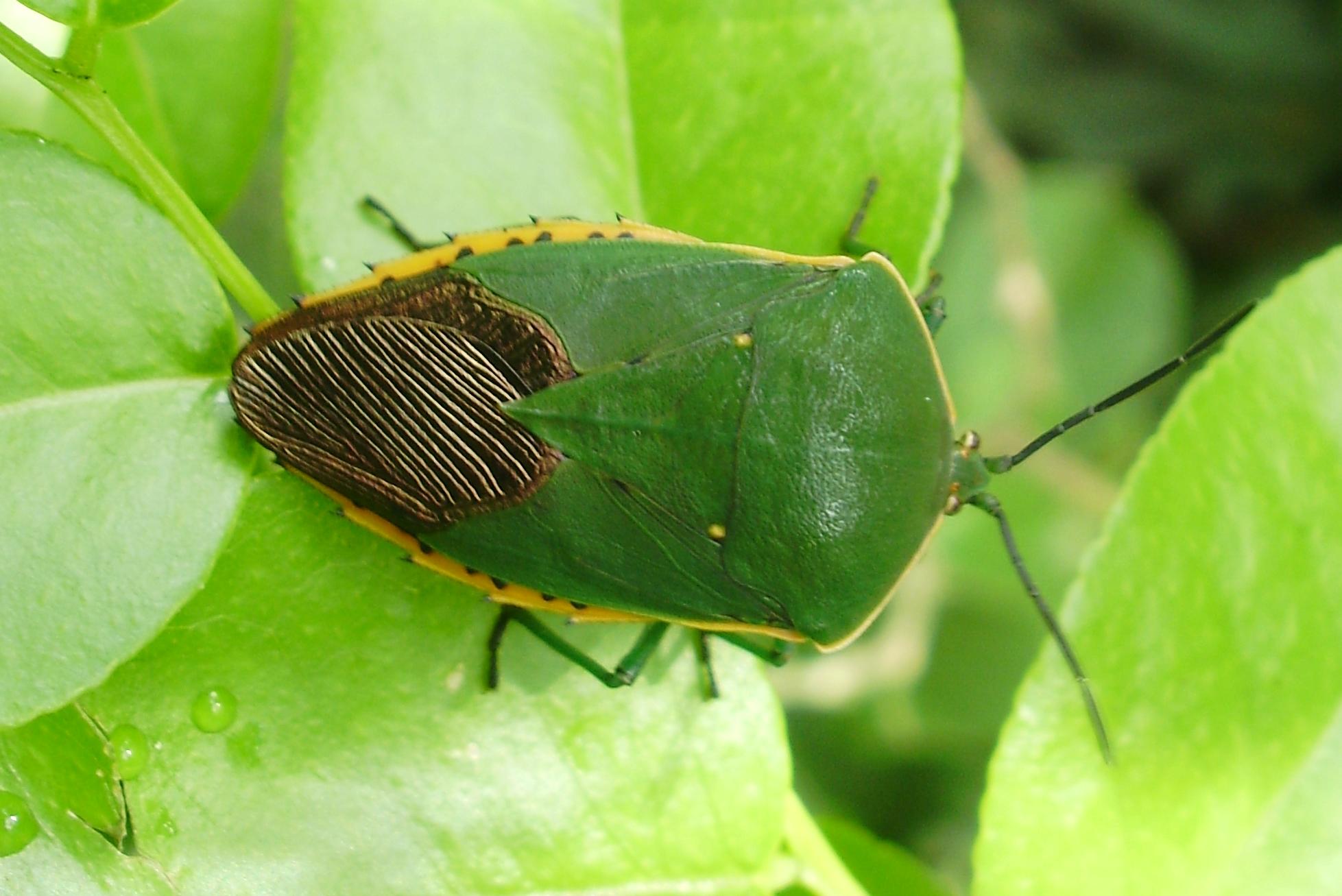PENTATOMIDAE Pybio Paraguay Biodiversidad