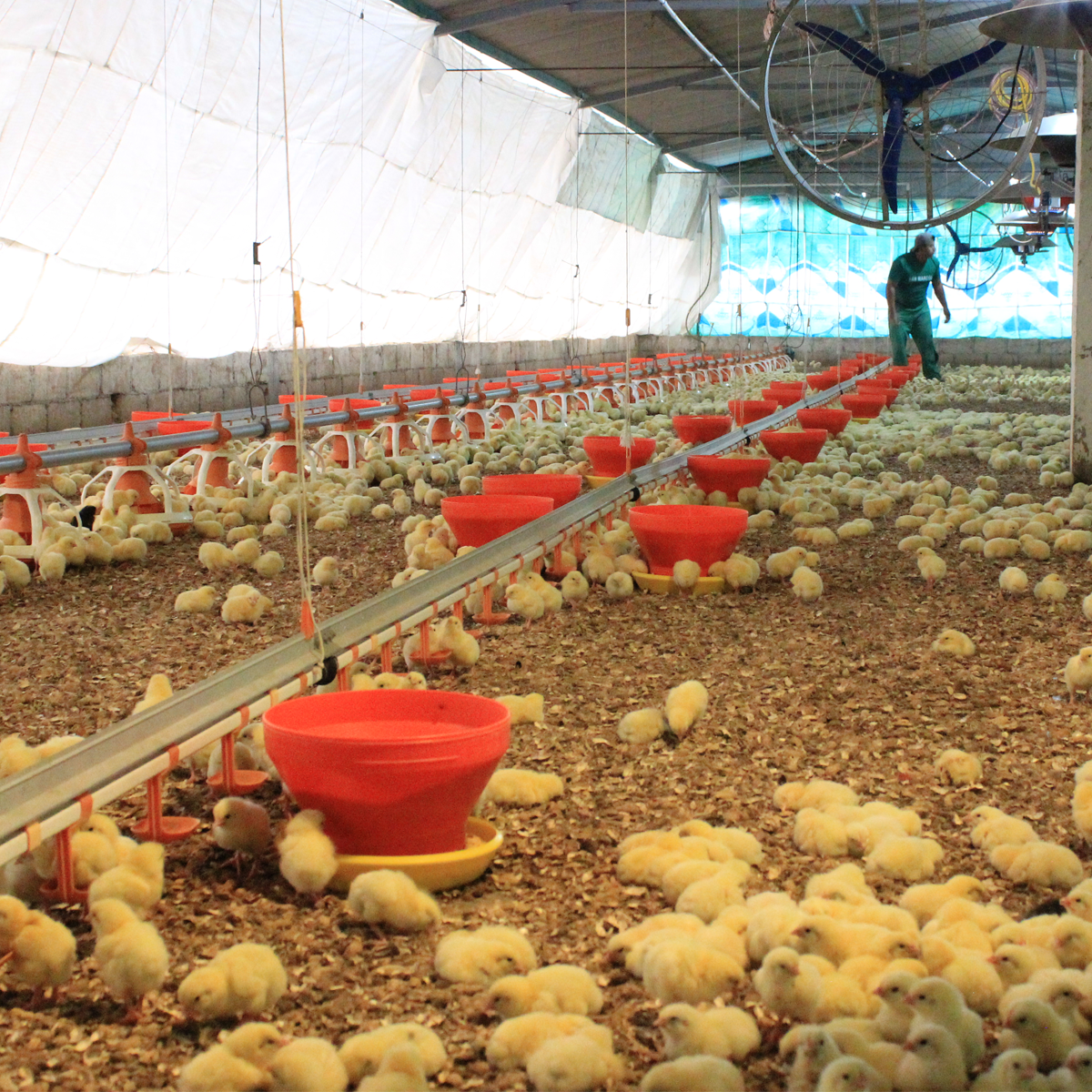 Venta De Pollos Para Asar Al Por Mayor Noticias de Pollo